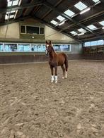 Te koop: gave 2,5 hengst van Vitalis, Dieren en Toebehoren, Gechipt, Dressuurpaard, Hengst, 3 tot 6 jaar