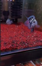 Blue polar parrot 2 stuks te koop, Dieren en Toebehoren, Vissen | Aquariumvissen