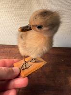 Mooi opgezet kuikentje, Ophalen of Verzenden