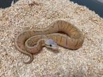 1.0 Super pastel pinstripe DH Hypo Clown ball python regius, Dieren en Toebehoren, Reptielen en Amfibieën, Slang, Tam, 0 tot 2 jaar