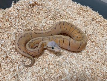 1.0 Super pastel pinstripe DH Hypo Clown ball python regius beschikbaar voor biedingen