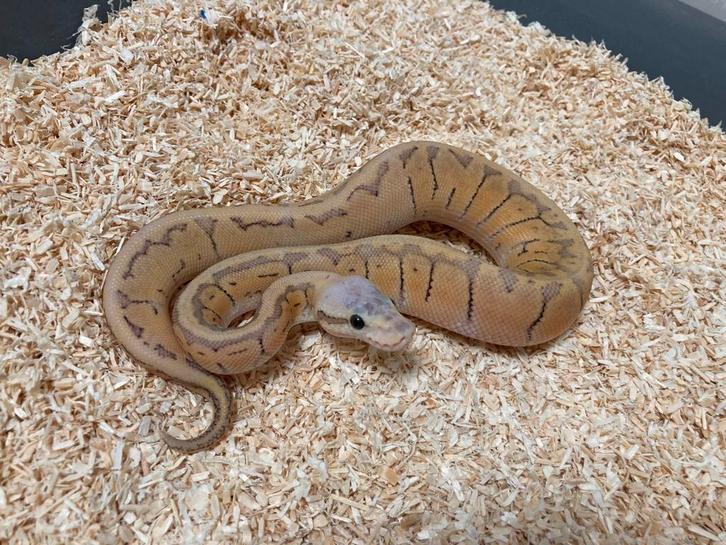 1.0 Super pastel pinstripe DH Hypo Clown ball python regius, Dieren en Toebehoren, Reptielen en Amfibieën, Slang, 0 tot 2 jaar
