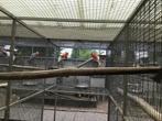 Rosella parkieten, Dieren en Toebehoren, Vogels | Parkieten en Papegaaien, Meerdere dieren, Parkiet