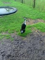 Loopeenden, Meerdere dieren, Eend
