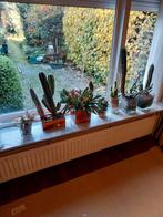 Te koop cactussen, Ophalen, Halfschaduw, Minder dan 100 cm