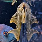 L 200a Baryancistrus demantoides, Vis