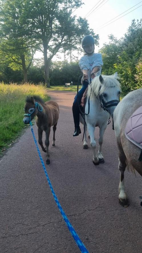 Leuke welsh merrie met hengstveulen, Dieren en Toebehoren, Pony's, Merrie, Zadelmak, B pony (1.17m tot 1.27m), Recreatiepony, 7 tot 10 jaar