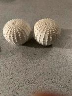 Decoratieve Zee-egel Beelden Set, Ophalen of Verzenden, Zo goed als nieuw, Kunststof, Overige typen