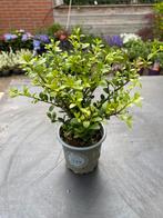 Ilex Dark Green buxusvervanger, Ophalen, Hulst, Minder dan 100 cm