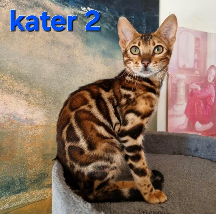Bengaal kittens met stamboom 🟢 🇳🇱, Dieren en Toebehoren, Katten en Kittens | Raskatten | Korthaar, Meerdere dieren, Met stamboom