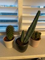 Cactusjes te koop wegens verhuis!, Volle zon, Vaste plant, Bloeit niet, Ophalen