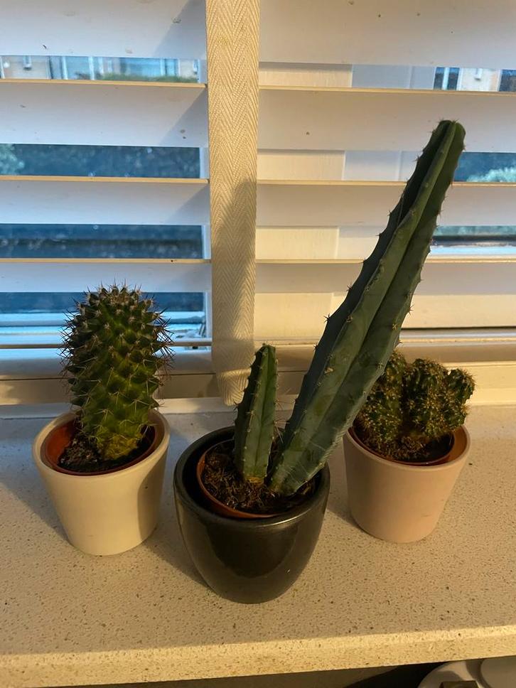 Cactusjes te koop wegens verhuis!, Tuin en Terras, Planten | Tuinplanten, Vaste plant, Overige soorten, Volle zon, Bloeit niet