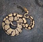 Verschillende Ball python 2, Dieren en Toebehoren, Reptielen en Amfibieën, Slang