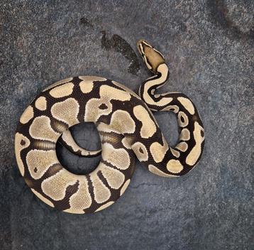 Verschillende Ball python 2 beschikbaar voor biedingen