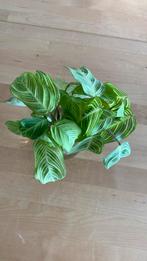 Maranta Light Veins stekken, Ophalen of Verzenden, Overige soorten, Minder dan 100 cm