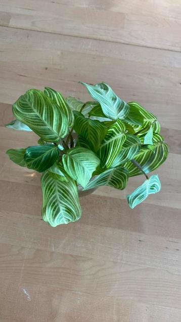 Maranta Light Veins stekken beschikbaar voor biedingen