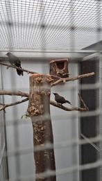 Te koop aangeboden koppel super zangvogels zilveroor gaailij, Dieren en Toebehoren, Vogels | Overige Vogels, Meerdere dieren, Tropenvogel