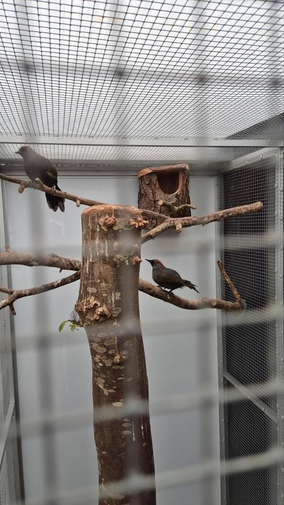 Te koop aangeboden koppel super zangvogels zilveroor gaailij, Dieren en Toebehoren, Vogels | Overige Vogels, Tropenvogel, Meerdere dieren