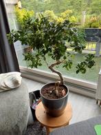 Bonsai ficus ginseng, Huis en Inrichting, Kamerplanten, Ophalen, Ficus, Minder dan 100 cm