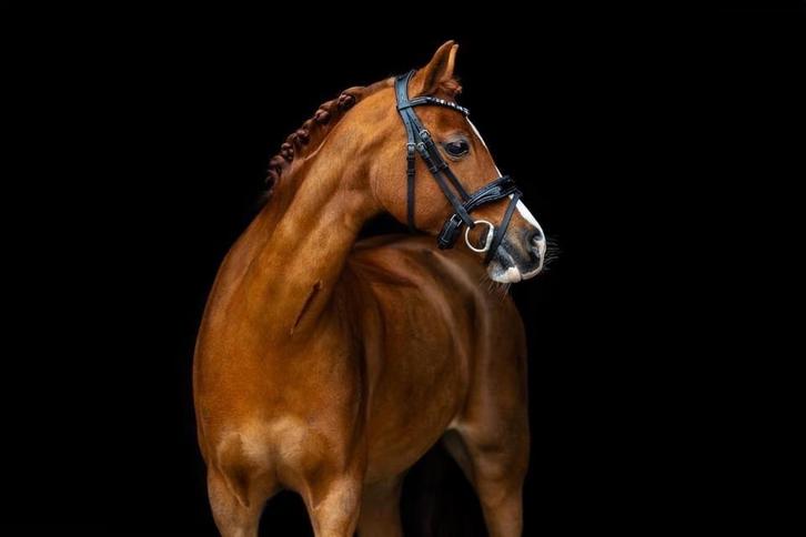 Lieve C pony, Dieren en Toebehoren, Pony's, Merrie, L, C pony (1.27m tot 1.37m), Dressuurpony, 11 jaar of ouder, Met stamboom