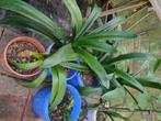 Clivia te koop, Ophalen, Overige soorten, In pot, Minder dan 100 cm