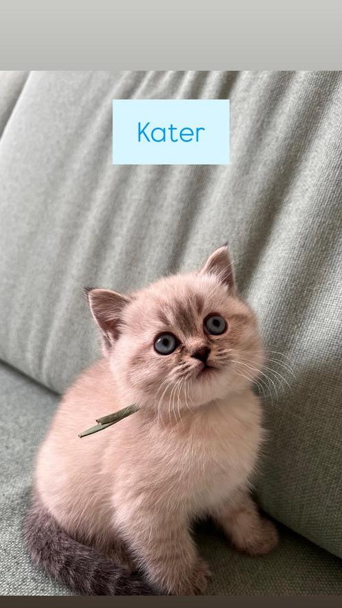 5 lieve Britse Korthaar kittens, Dieren en Toebehoren, Katten en Kittens | Raskatten | Korthaar, Meerdere dieren, Met stamboom