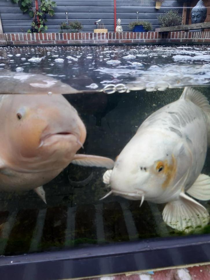 Health & Care koi en vijver., Dieren en Toebehoren, Vissen | Vijvervissen, Karper of Koi