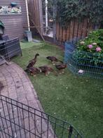 Loopeend, Dieren en Toebehoren, Pluimvee, Geslacht onbekend, Eend