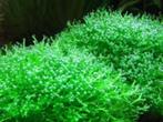 Riccia, Ophalen of Verzenden, Nieuw, Plant(en), Steen of Hout