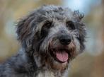 Multigen doodle dekreu, getest en vrij van erfelijke afw., Dieren en Toebehoren, Reu, CDV (hondenziekte), Eén hond, 3 tot 5 jaar