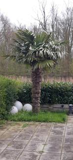 Palmboom te koop, Tuin en Terras, Planten | Bomen, Halfschaduw, 250 tot 400 cm, Bloeit niet, Ophalen