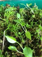 Anthurium Gracile seedlings, Huis en Inrichting, Kamerplanten, Ophalen of Verzenden, Overige soorten, Minder dan 100 cm