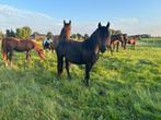 Mooie 2 jarige friese merrie, Dieren en Toebehoren, Paarden, 0 tot 2 jaar, Onbeleerd, Recreatiepaard, Merrie