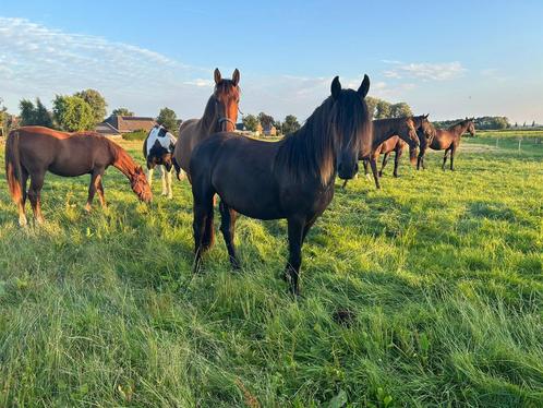 Mooie 2 jarige friese merrie, Dieren en Toebehoren, Paarden, Merrie, Onbeleerd, 0 tot 2 jaar, Recreatiepaard, Gechipt, Ontwormd