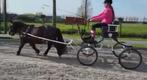 Menkar koets concourswagen dressuur shetlander of pony, Dieren en Toebehoren, Rijtuigen en Koetsen, Gebruikt, Overige typen, Pony