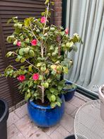 Camelia (Japanse roos) 150cm roze, Ophalen, Zomer, Overige soorten, Volle zon