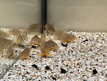 Corydoras sterbai maat L  beschikbaar voor biedingen