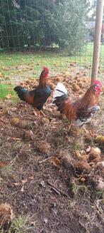 wyandot kriel, Dieren en Toebehoren, Vrouwelijk, Kip