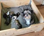 Te koop Boomer pups, Dieren en Toebehoren, Honden | Chihuahua's en Gezelschapshonden, Rabiës (hondsdolheid), Overige rassen, 8 tot 15 weken