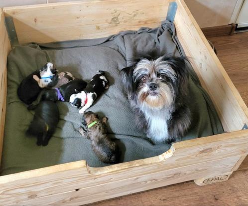 Te koop Boomer pups, Dieren en Toebehoren, Honden | Chihuahua's en Gezelschapshonden, Meerdere dieren, Overige rassen, Particulier