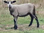 Maasduinenschapen, Dieren en Toebehoren, Schapen, Geiten en Varkens, Mannelijk, Schaap