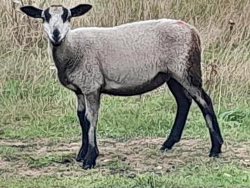 Maasduinenschapen  beschikbaar voor biedingen