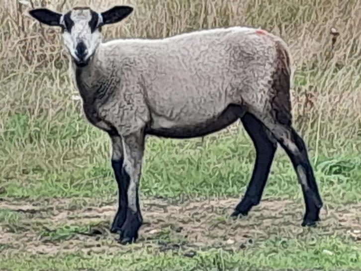 Maasduinenschapen, Dieren en Toebehoren, Schapen, Geiten en Varkens, Schaap, Mannelijk