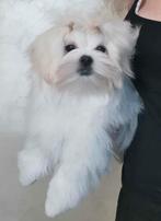 Maltezer reutje met FCI stamboom (Belgie), Dieren en Toebehoren, Honden | Chihuahua's en Gezelschapshonden, Maltezer, Fokker | Hobbymatig