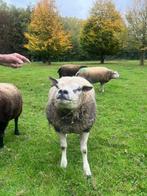 Te koop; een 1.5 jarige texelaar ram, Dieren en Toebehoren, Schapen, Geiten en Varkens, Mannelijk, Schaap, 0 tot 2 jaar