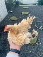 Serama hen, Dieren en Toebehoren, Pluimvee, Vrouwelijk, Kip