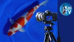 koi fotograferen, Karper of Koi
