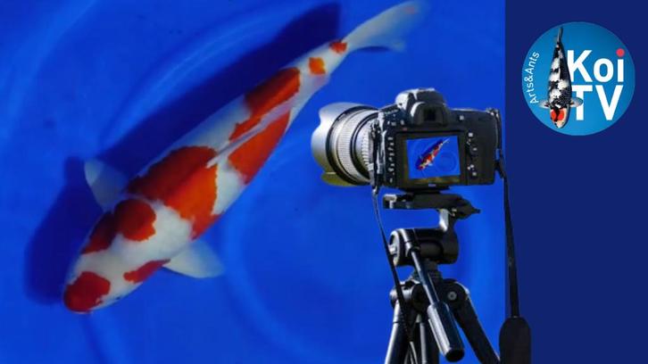 koi fotograferen, Dieren en Toebehoren, Vissen | Vijvervissen, Karper of Koi