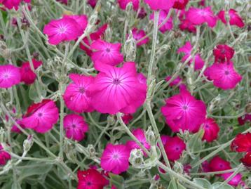 Zaden Lychnis coronaria beschikbaar voor biedingen
