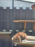 Maine coon kitten ( Brown/black) classic tabby with white ), Kater
